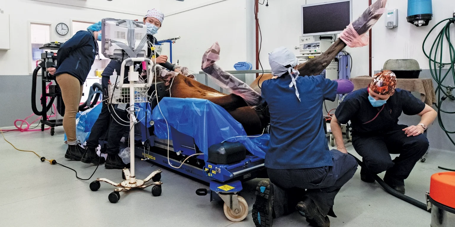 Horse during surgery